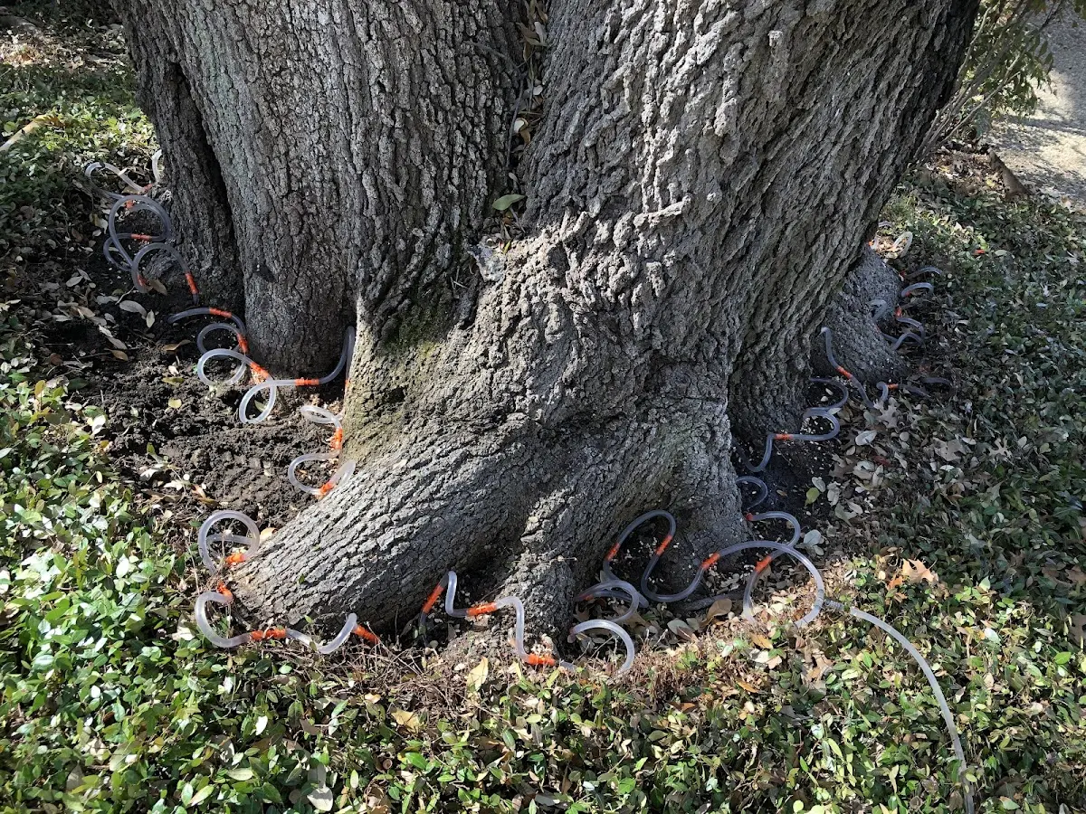 Detailed Tree Cabling and Bracing job site in Pettibone