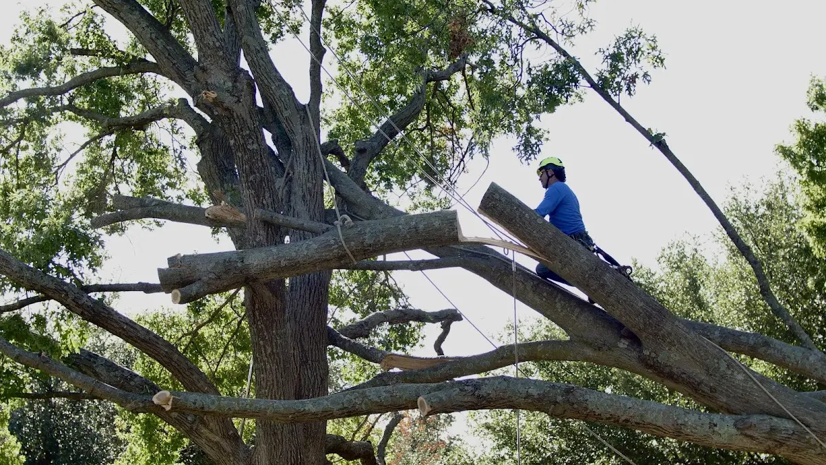 Professional Crown Thinning performed by certified arborists in Pettibone