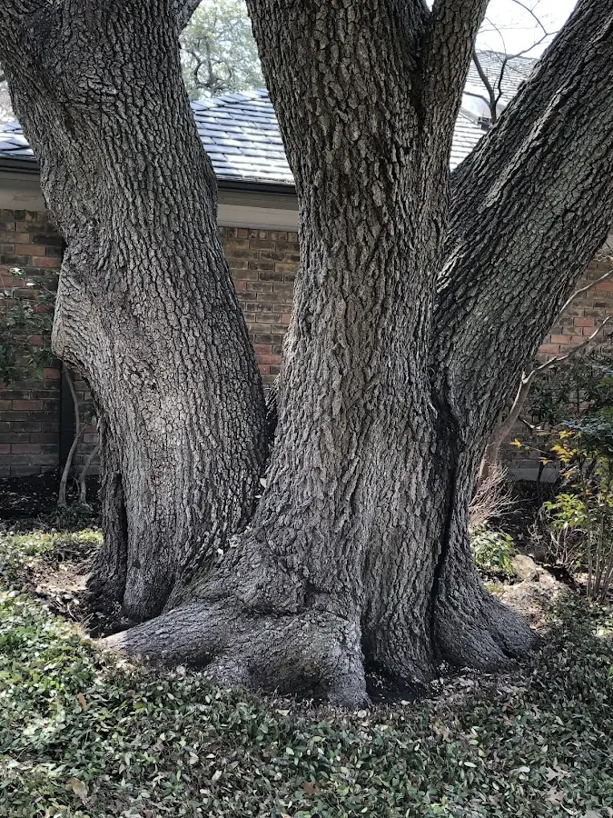 Mature heritage tree close to a Pettibone property cared for by certified arborists